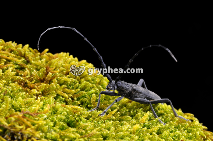 Grand Capricorne (Cerambyx cerdo) - gryphea.com